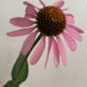 Meet your Posher, Marie